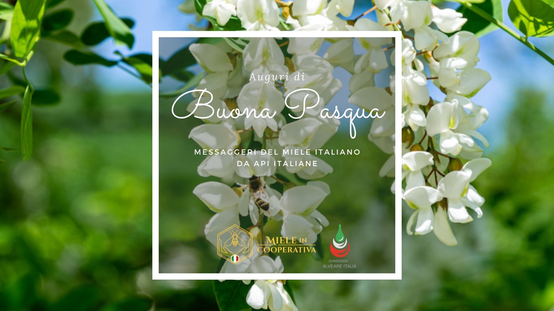 Read more about the article Auguri di Buona Pasqua!