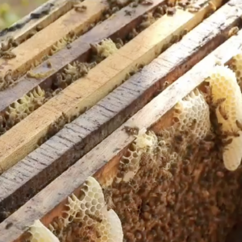 Tg2 Eat Parade: il miele tra cambiamenti climatici e concorrenza sleale