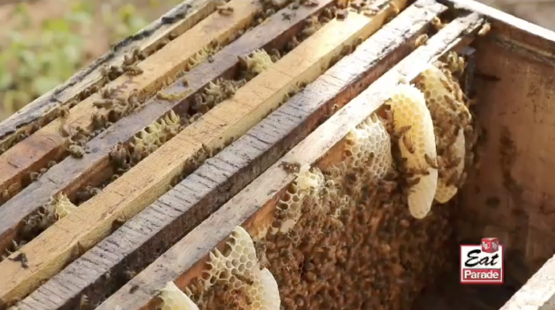 Al momento stai visualizzando Tg2 Eat Parade: il miele tra cambiamenti climatici e concorrenza sleale